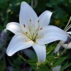 Lilium candidum